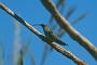 Hummingbird Garden Photo: White-Tailed Goldenthroat